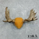 #18372 Moose Antler Taxidermy Mount For Sale. Fixed Price $900.00.