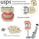 Us Columbia Dentoform 860 Dental Study Model 32 Replace Teeth Mounting Pole. Fixed Price $85.99.